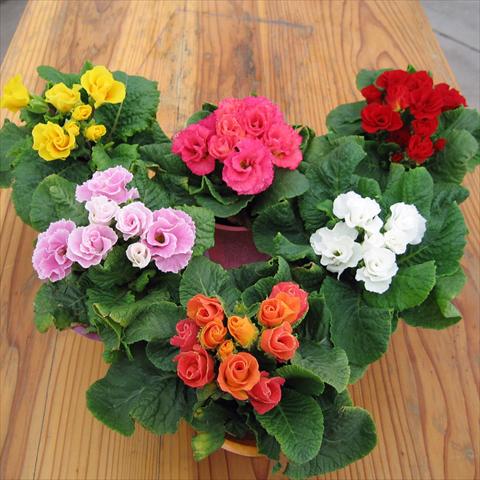 Photo de variété de fleurs à utiliser comme: Pot Primula acaulis, veris, vulgaris F1 Rosanna