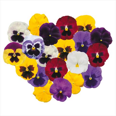 Photo de variété de fleurs à utiliser comme: Pot et Plante à massif Viola wittrockiana F1 Power Choice Mix