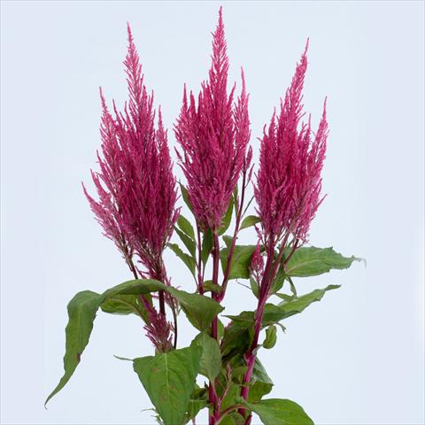 Photo de variété de fleurs à utiliser comme: Pot et Plante à massif Celosia plumosa Century Pink