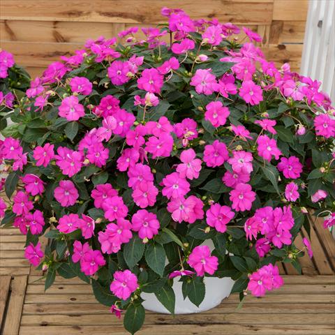 Photo de variété de fleurs à utiliser comme: Suspension / pot Impatiens N. Guinea SunPatiens® Compact Hot Lilac
