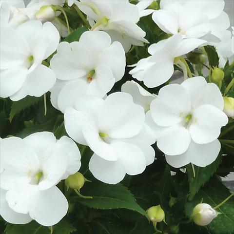 Photo de variété de fleurs à utiliser comme: Pot et Plante à massif Impatiens N. Guinea SunPatiens® Vigorous Clear White