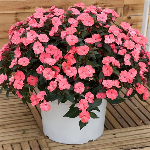 Photo de variété de fleurs à utiliser comme: Pot et Plante à massif Impatiens N. Guinea SunPatiens® Vigorous Pink Pearl
