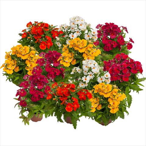Photo de variété de fleurs à utiliser comme: Pot et Plante à massif Nemesia hybrida Nebula Mix