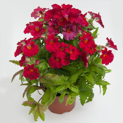 Photo de variété de fleurs à utiliser comme: Pot et Plante à massif Nemesia hybrida Nebula Rose