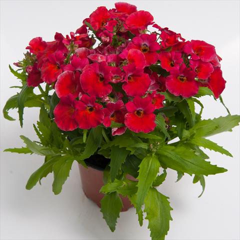 Photo de variété de fleurs à utiliser comme: Pot et Plante à massif Nemesia hybrida Nebula Rosy Red