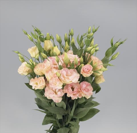 Photo de variété de fleurs à utiliser comme: Fleur coupée Lisianthus F.1 Magic Champagne