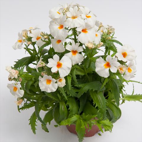 Photo de variété de fleurs à utiliser comme: Pot et Plante à massif Nemesia hybrida Nebula White