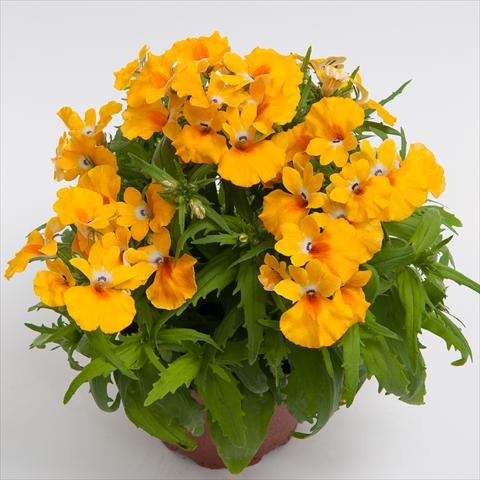 Photo de variété de fleurs à utiliser comme: Pot et Plante à massif Nemesia hybrida Nebula Yellow