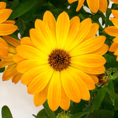 Photo de variété de fleurs à utiliser comme: Pot et Plante à massif Osteospermum Cape Daisy® Orange Sorbet