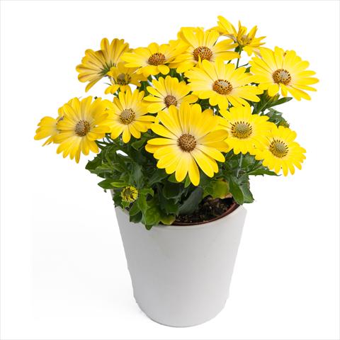 Photo de variété de fleurs à utiliser comme: Pot Osteospermum Cape Daisy® Zanzibar® Sunlight