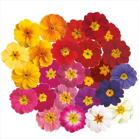 Photo de variété de fleurs à utiliser comme: Pot et Plante à massif Primula acaulis, veris, vulgaris Danova Mix