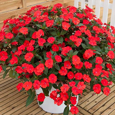 Photo de variété de fleurs à utiliser comme: Plante à massif, pot ou Suspension Impatiens N. Guinea Sunpatiens Vigorous Scarlet Red