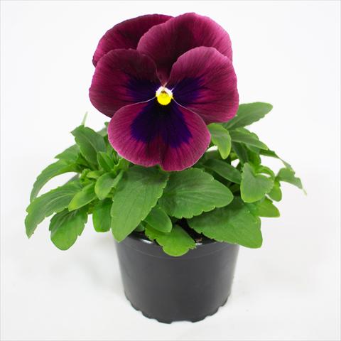 Photo de variété de fleurs à utiliser comme: Plante à massif, pot ou Suspension Viola wittrockiana Premier Carmine Rose with Blotch