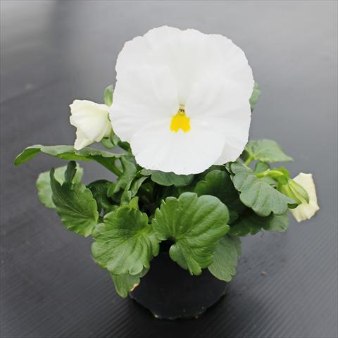 Photo de variété de fleurs à utiliser comme: Plante à massif, pot ou Suspension Viola wittrockiana Premier Clear White