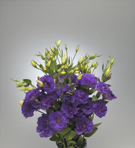 Photo de variété de fleurs à utiliser comme: Fleur coupée Lisianthus F.1 Magic Deep Blue