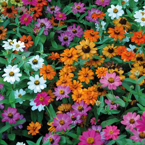Photo de variété de fleurs à utiliser comme: Pot et Plante à massif Zinnia interspecifica Profusion
