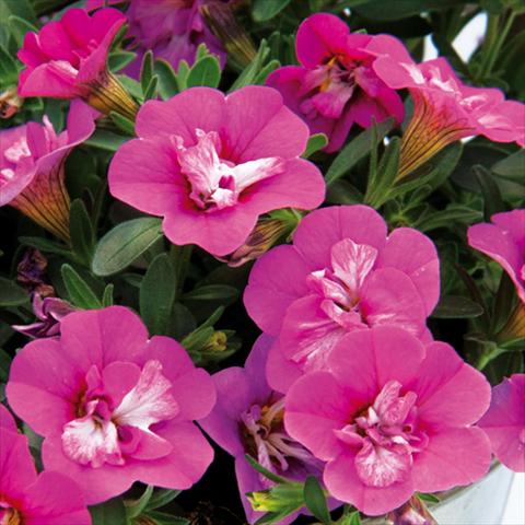 Photo de variété de fleurs à utiliser comme: Plante à massif, pot ou Suspension Calibrachoa hybrida MiniFamous® Compact Double Rose