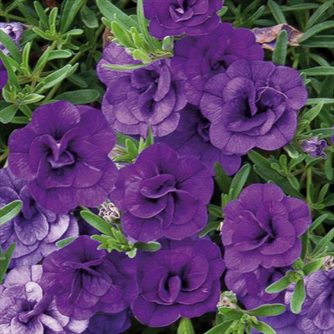 Photo de variété de fleurs à utiliser comme: Plante à massif, pot ou Suspension Calibrachoa hybrida MiniFamous® Double Blue 15