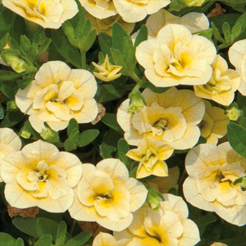 Photo de variété de fleurs à utiliser comme: Plante à massif, pot ou Suspension Calibrachoa hybrida MiniFamous® Double Lemon 15