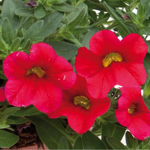 Photo de variété de fleurs à utiliser comme: Plante à massif, pot ou Suspension Calibrachoa hybrida MiniFamous® Neo Cherry