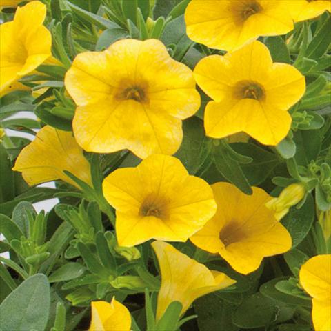 Photo de variété de fleurs à utiliser comme: Plante à massif, pot ou Suspension Calibrachoa hybrida MiniFamous® Neo True Yellow
