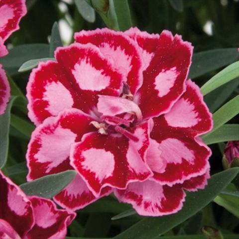 Photo de variété de fleurs à utiliser comme: Pot et Plante à massif Dianthus chinensis Diantica® Strawberry Cream