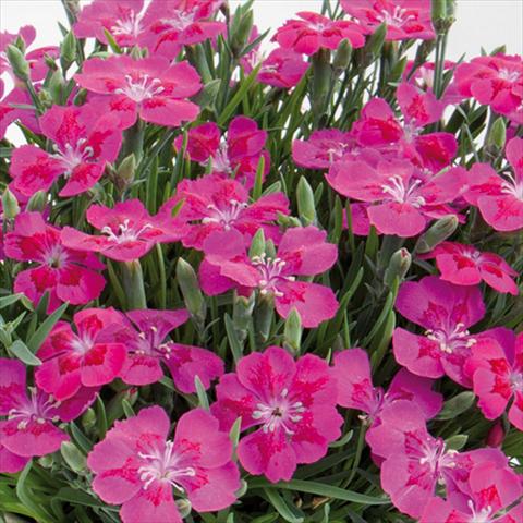 Photo de variété de fleurs à utiliser comme: Pot et Plante à massif Dianthus chinensis Pillow® Purple