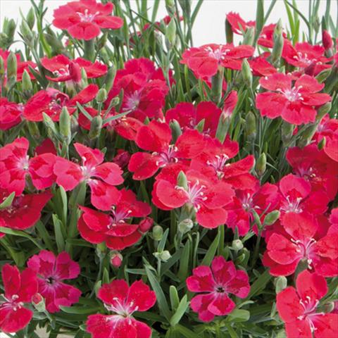 Photo de variété de fleurs à utiliser comme: Pot et Plante à massif Dianthus chinensis Pillow® Red