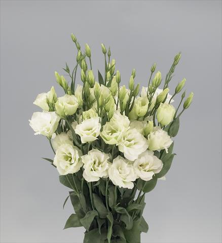 Photo de variété de fleurs à utiliser comme: Fleur coupée Lisianthus F.1 Magic Green