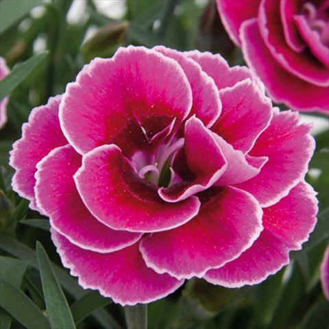 Photo de variété de fleurs à utiliser comme: Pot et Plante à massif Dianthus caryophyllus SuperTrouper® Sally