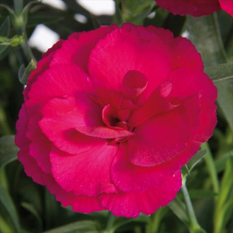 Photo de variété de fleurs à utiliser comme: Pot et Plante à massif Dianthus caryophyllus SuperTrouper® Amy