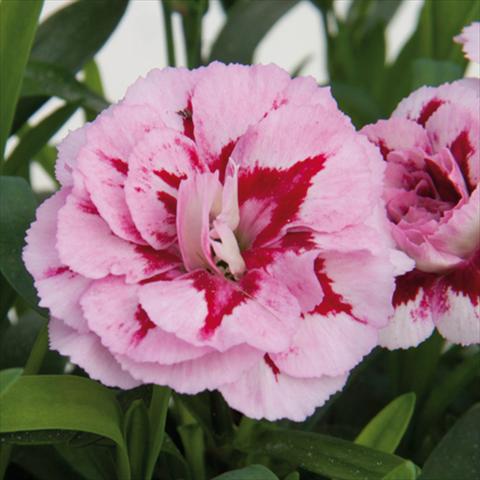Photo de variété de fleurs à utiliser comme: Pot et Plante à massif Dianthus caryophyllus Oscar®Purple Star