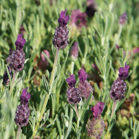 Photo de variété de fleurs à utiliser comme: Pot et Plante à massif Lavandula stoechas LaVela Dark Violet 16
