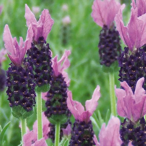 Photo de variété de fleurs à utiliser comme: Pot et Plante à massif Lavandula stoechas LaVela Violetto