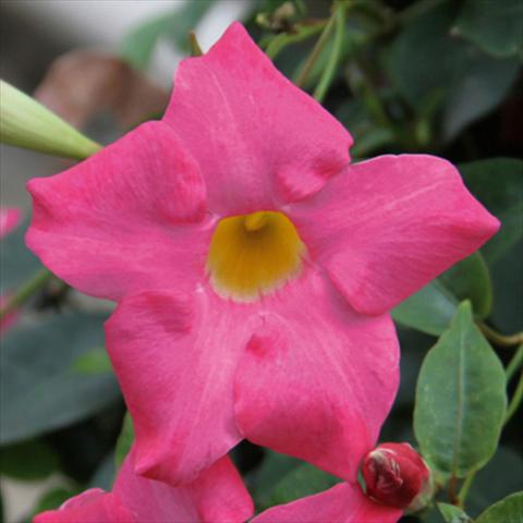 Photo de variété de fleurs à utiliser comme: Pot Mandevillea Sevilla Compact Pink