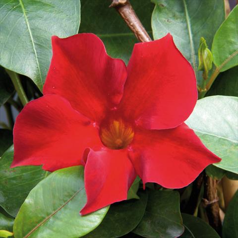 Photo de variété de fleurs à utiliser comme: Pot Mandevillea Sevilla Compact Red