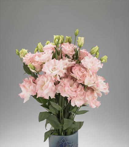 Photo de variété de fleurs à utiliser comme: Fleur coupée Lisianthus F.1 Magic Misty Pink