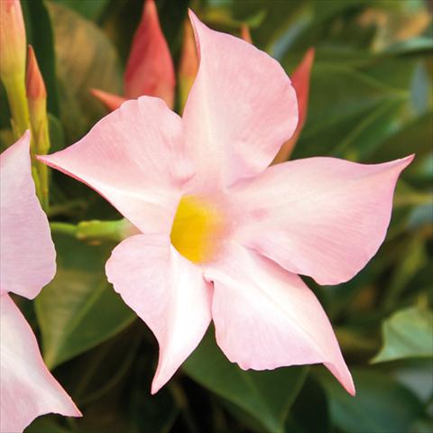 Photo de variété de fleurs à utiliser comme: Pot Mandevillea Sevilla Soft Pink