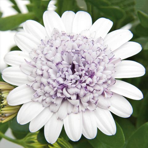 Photo de variété de fleurs à utiliser comme: Pot Osteospermum FlowerPower® 3D Berry White 15