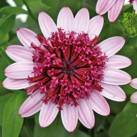 Photo de variété de fleurs à utiliser comme: Pot Osteospermum FlowerPower® 3D Silver