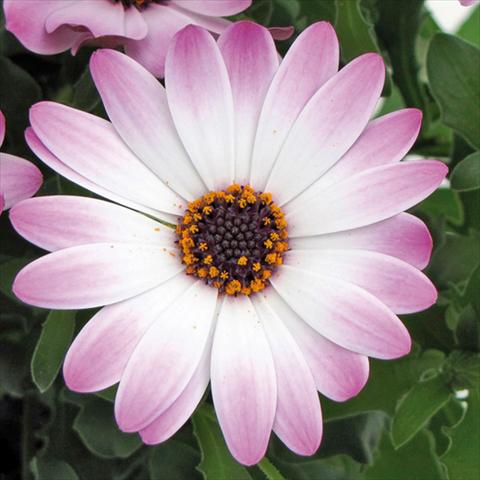 Photo de variété de fleurs à utiliser comme: Pot Osteospermum FlowerPower® Lavender and White