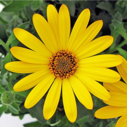 Photo de variété de fleurs à utiliser comme: Pot Osteospermum FlowerPower® Yellow