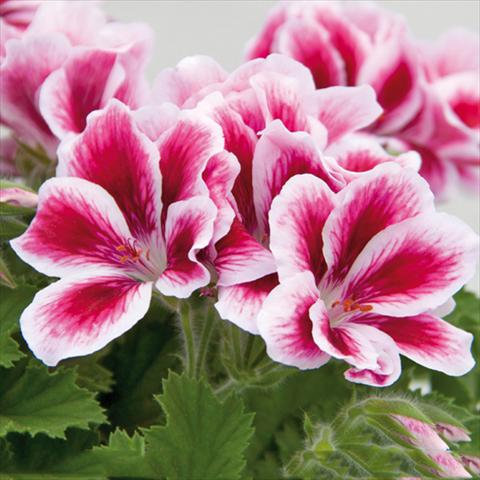 Photo de variété de fleurs à utiliser comme: Pot Pelargonium grandiflorum Novita Pink Bicolor