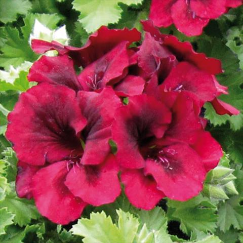 Photo de variété de fleurs à utiliser comme: Patio, pot Pelargonium grandiflorum Novita Purple Red