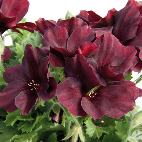 Photo de variété de fleurs à utiliser comme: Pot Pelargonium grandiflorum Novita Ruby Red