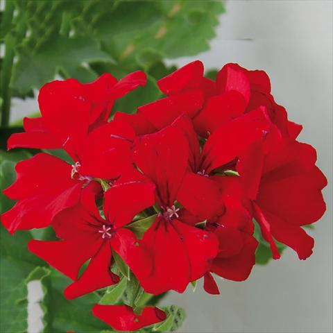 Photo de variété de fleurs à utiliser comme: Patio, pot Pelargonium interspec. Marcada Dark Red