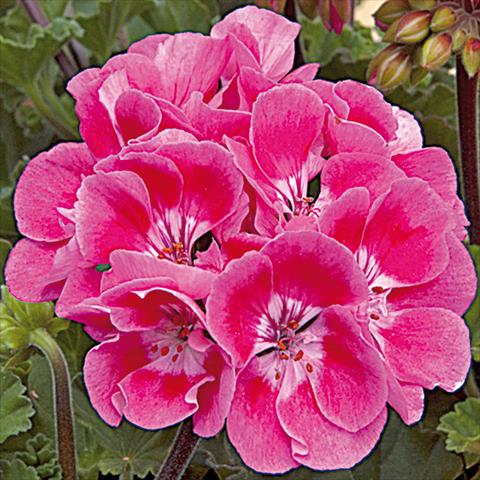 Photo de variété de fleurs à utiliser comme: Pot Pelargonium zonale Moonlight® Vineta