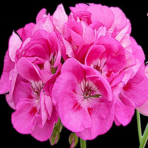Photo de variété de fleurs à utiliser comme: Pot Pelargonium zonale Sunrise® Gomera