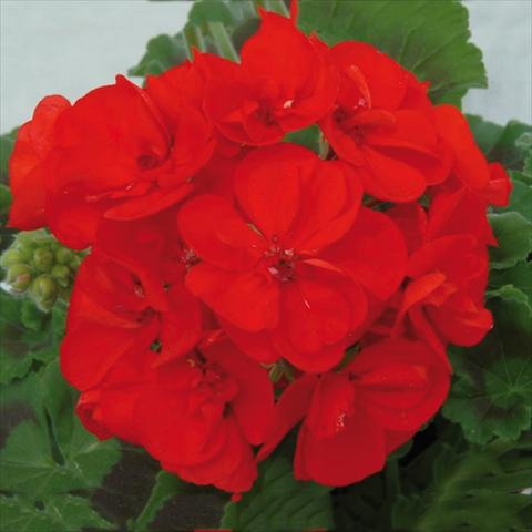 Photo de variété de fleurs à utiliser comme: Pot Pelargonium zonale Sunrise® XL Elara