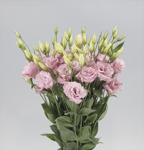 Photo de variété de fleurs à utiliser comme: Fleur coupée Lisianthus F.1 Magic Rose